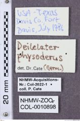 Etikette zu Deilelater physoderes (NHMW-ZOO-COL-0010898)